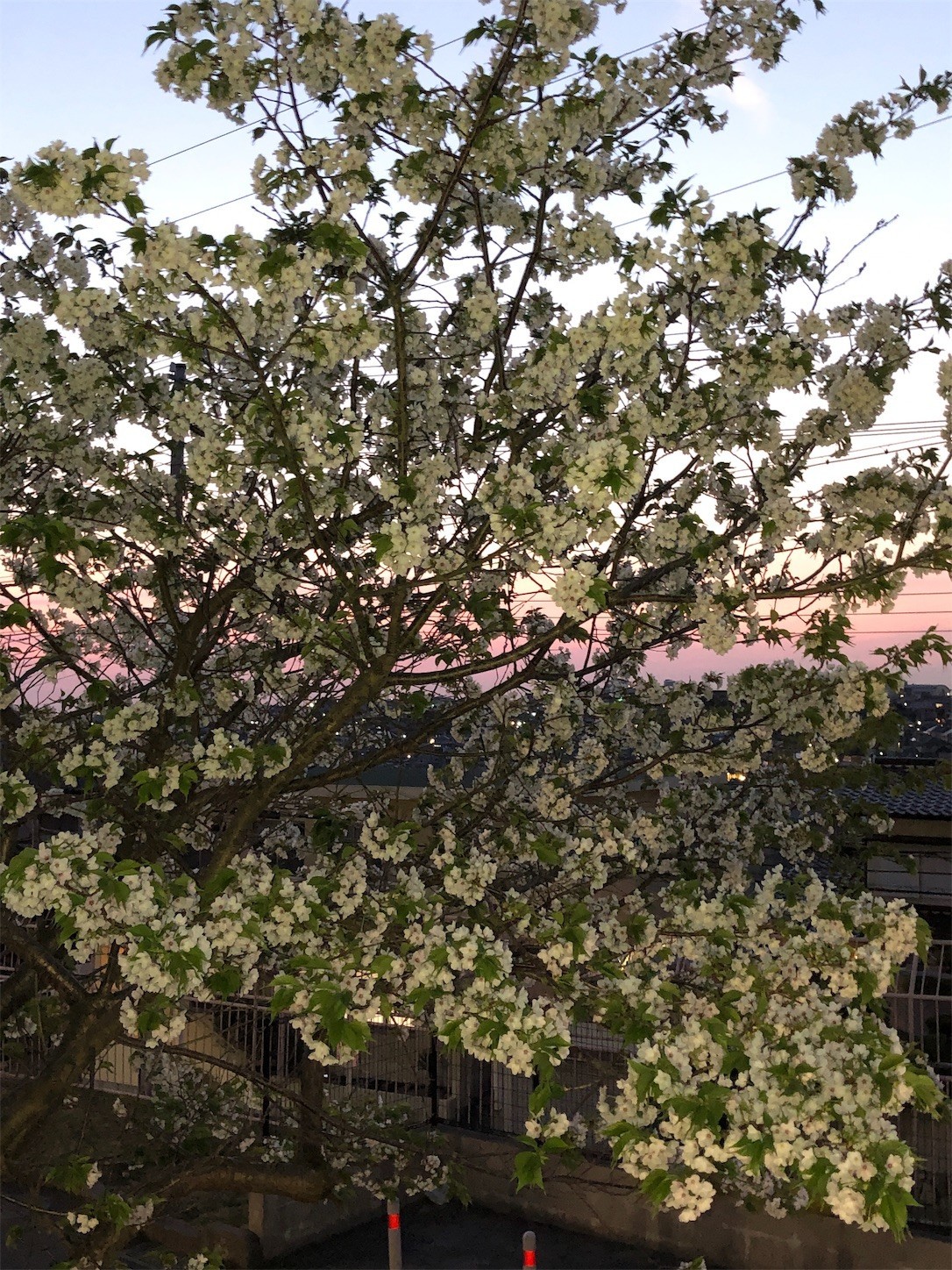 桜もこれが見納めかも
