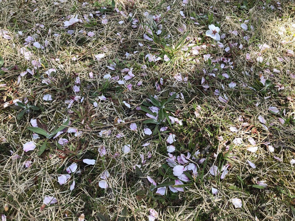 散り桜 散り桜