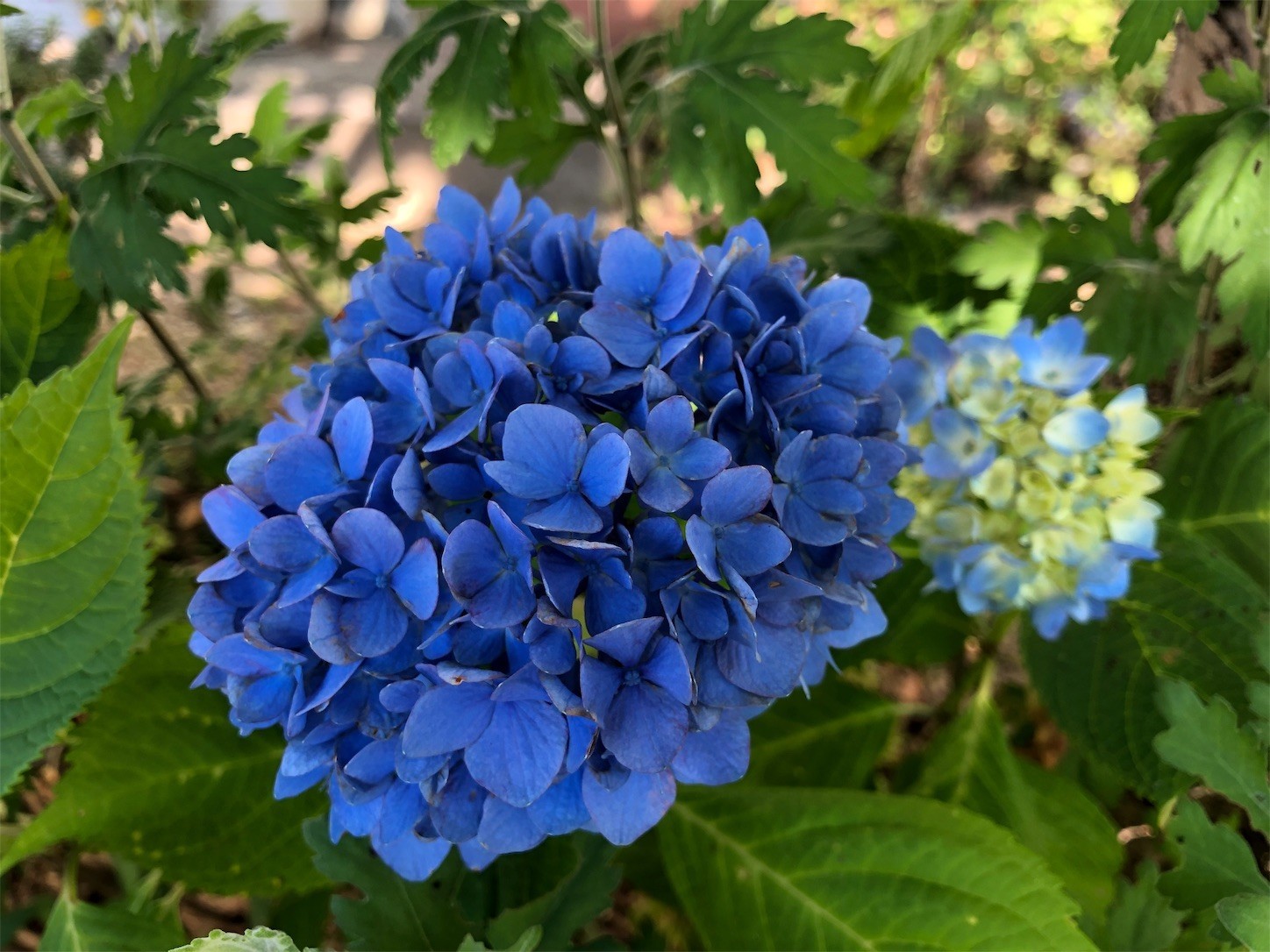 気づけば紫陽花の季節