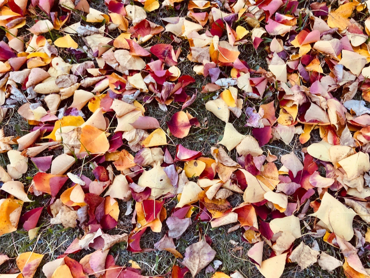 今年の落葉は今年しか見られないのだ 今年の落葉は今年しか見られないのだ