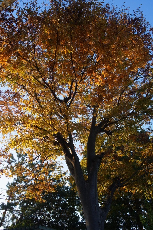 紅葉
