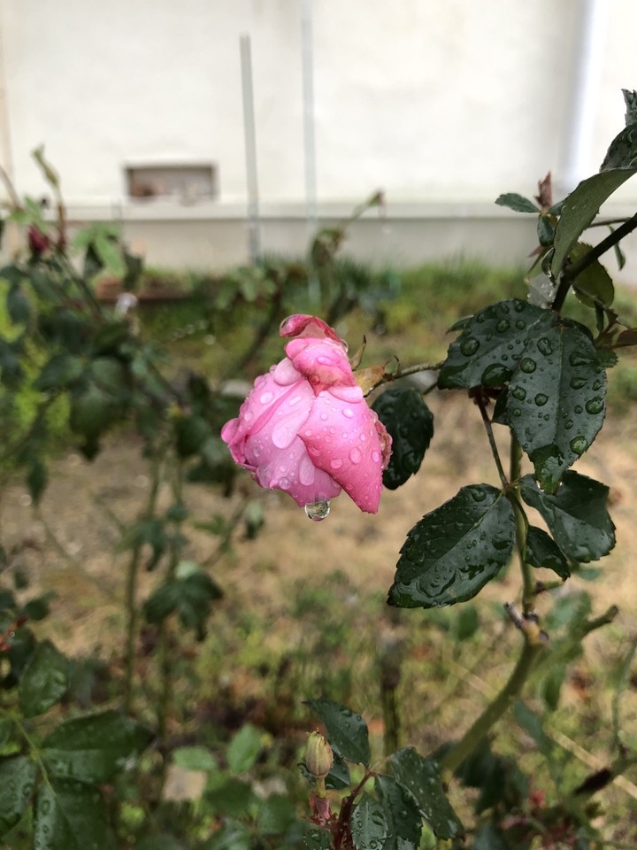 雨の薔薇