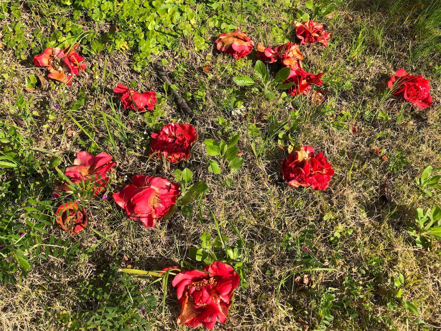 f:id:swordfish-002:20200425082358j:image f:id:swordfish-002:20200425082358j:image