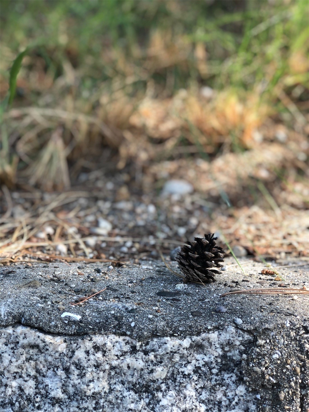 f:id:swordfish-002:20200819192453j:image f:id:swordfish-002:20200819192453j:image