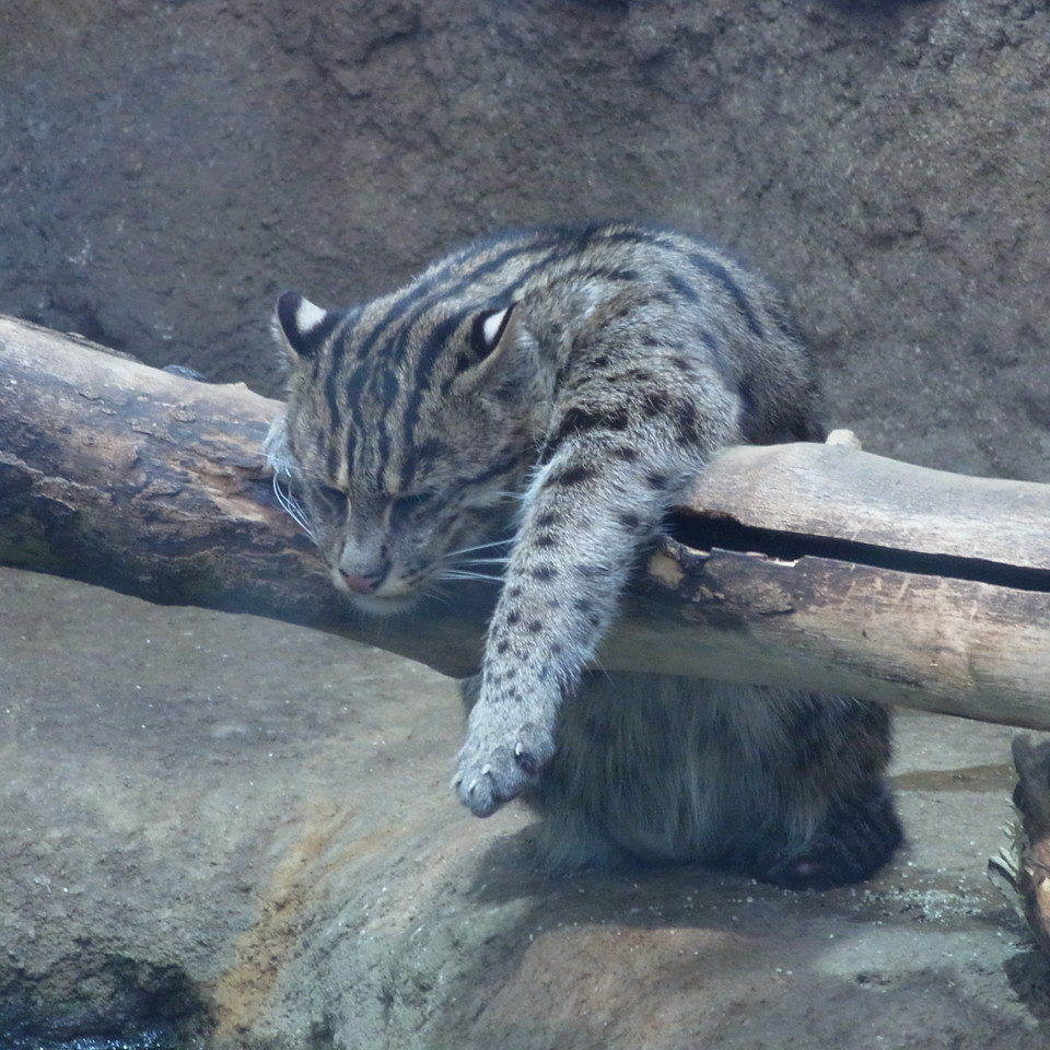 f:id:swordfish-002:20210306111144j:plain