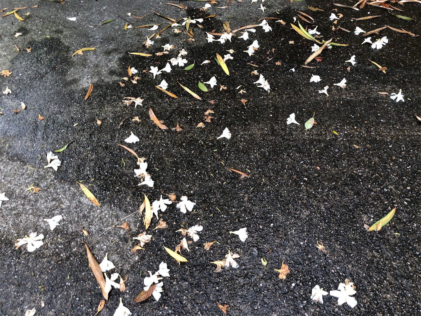 f:id:swordfish-002:20210619182514j:image