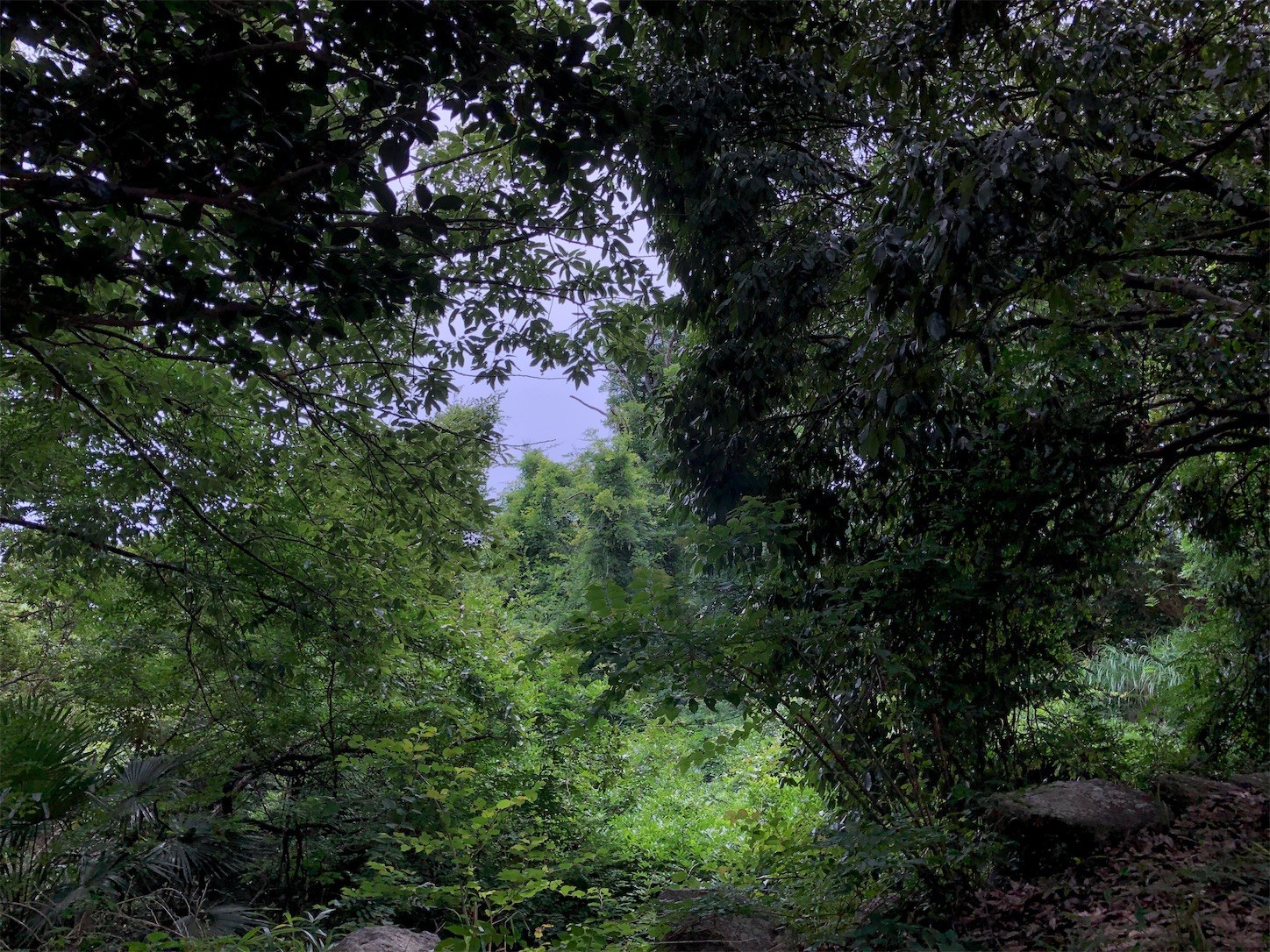 f:id:swordfish-002:20210711151534j:plain