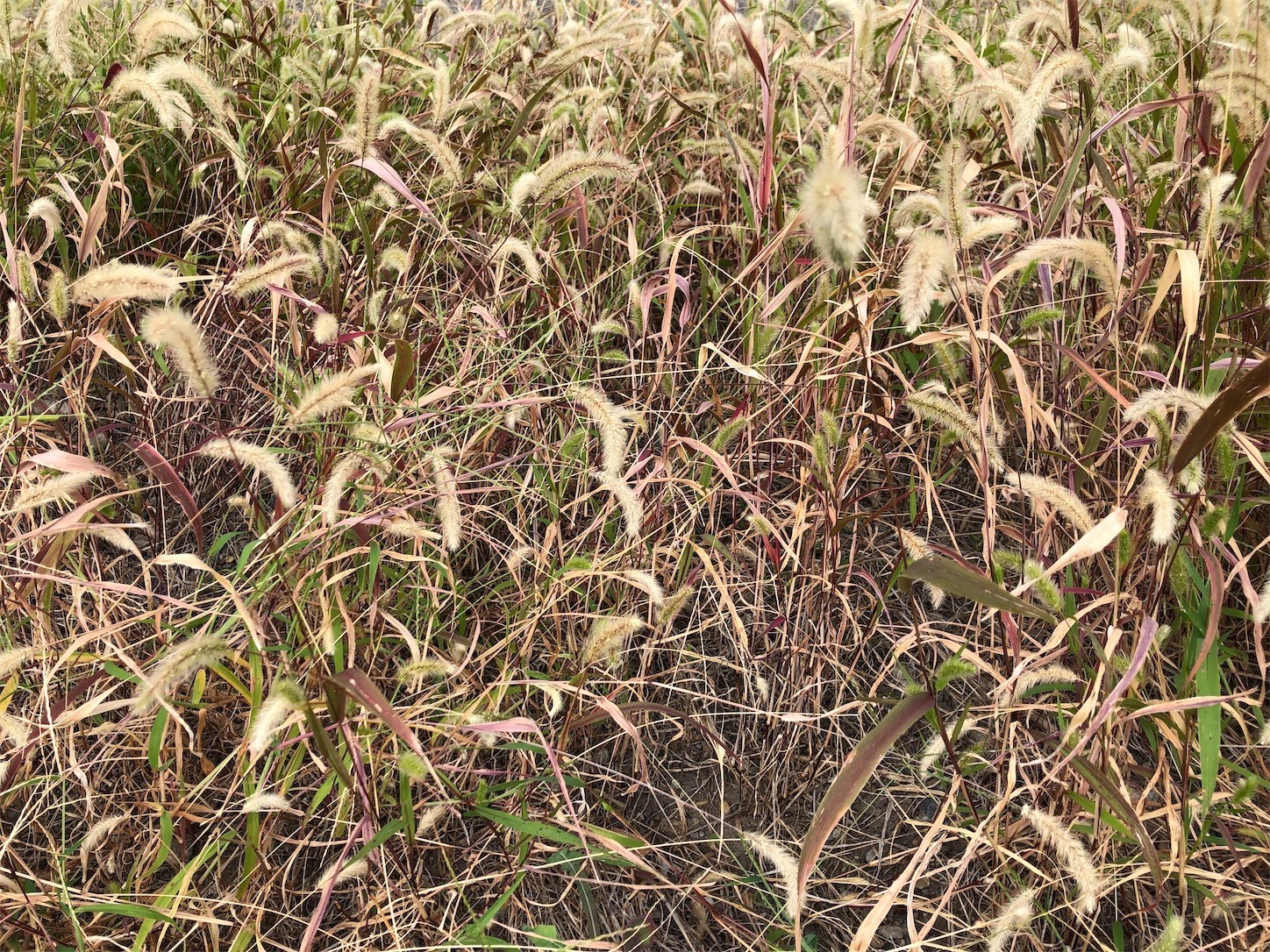 f:id:swordfish-002:20211012194013j:image f:id:swordfish-002:20211012194013j:image