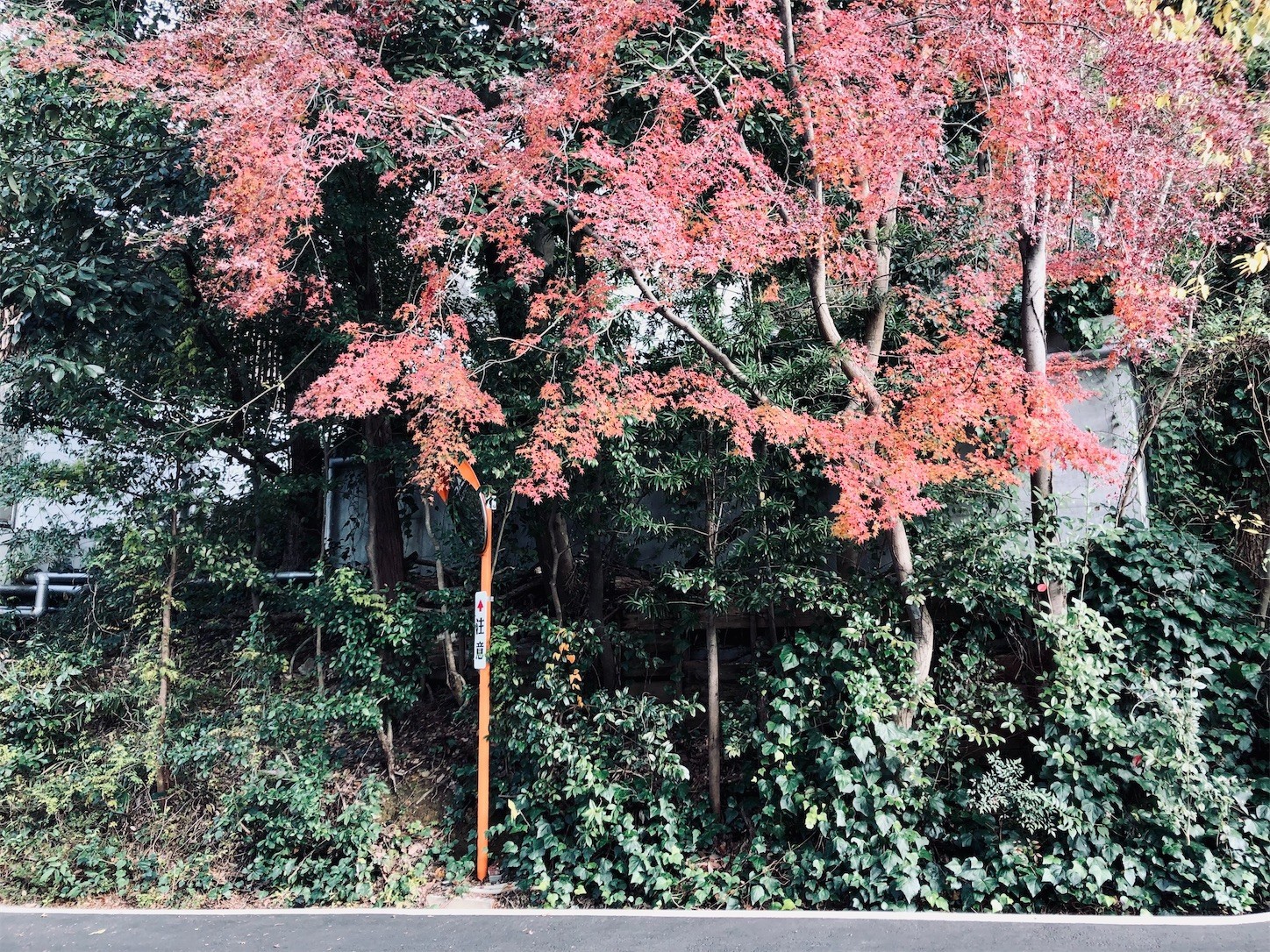 f:id:swordfish-002:20211214182533j:image f:id:swordfish-002:20211214182533j:image