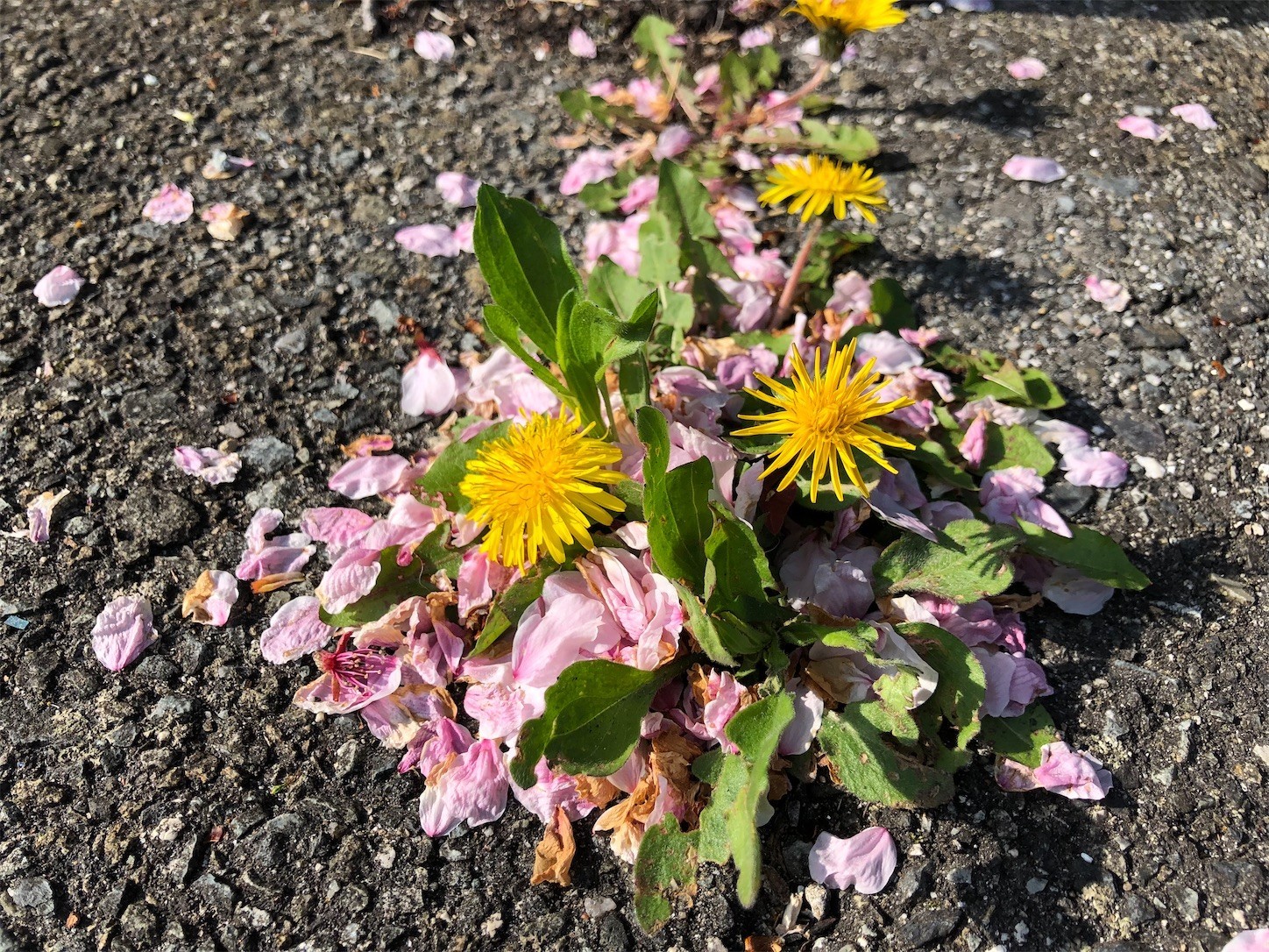 f:id:swordfish-002:20220412211131j:image f:id:swordfish-002:20220412211131j:image