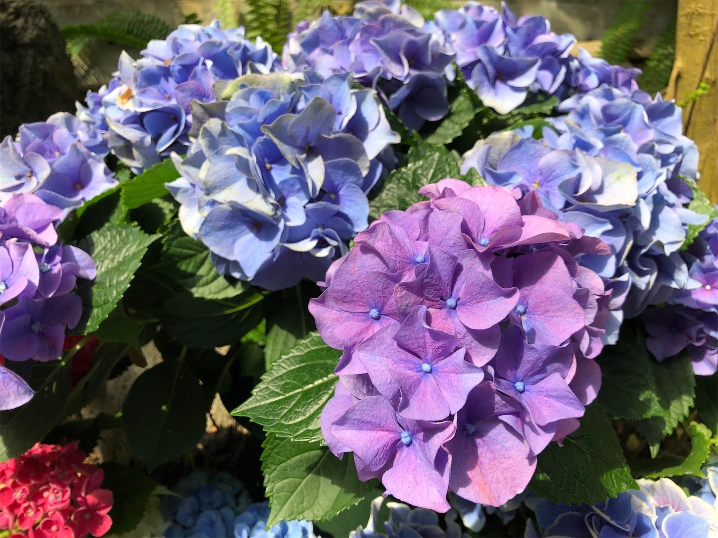 f:id:swordfish-002:20220529213840j:image f:id:swordfish-002:20220529213840j:image