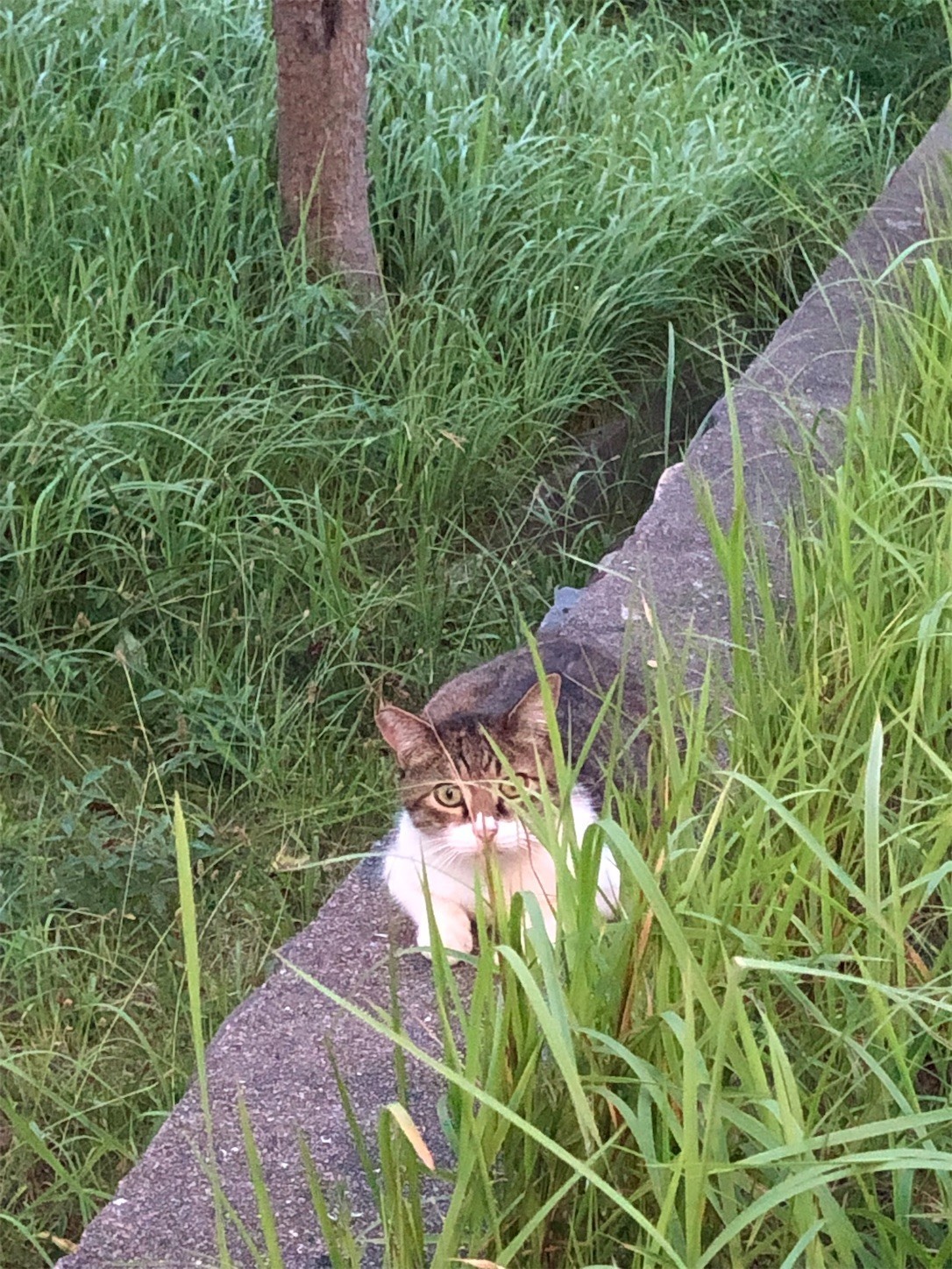 f:id:swordfish-002:20220810105200j:image f:id:swordfish-002:20220810105200j:image