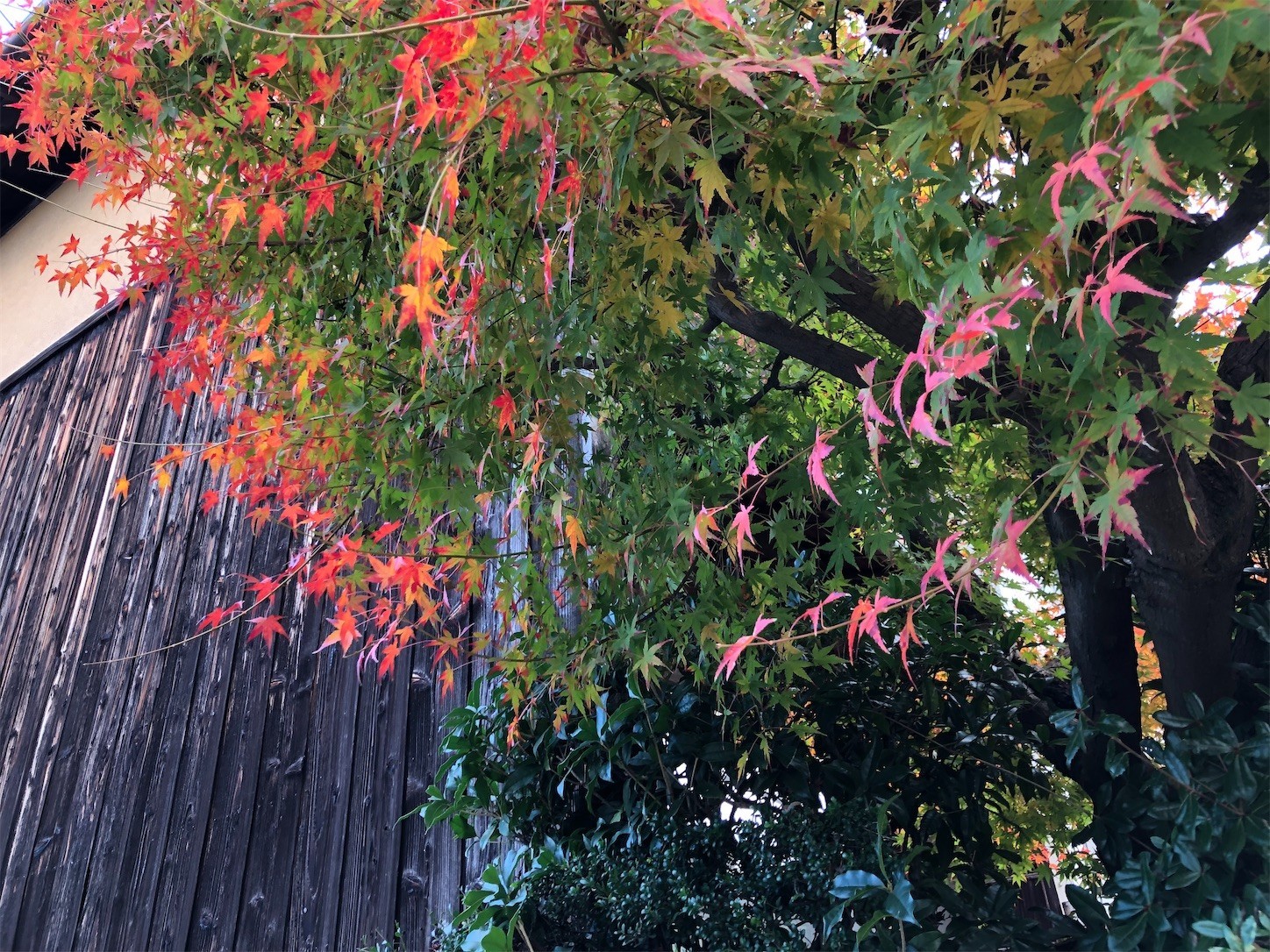 f:id:swordfish-002:20221202190640j:image