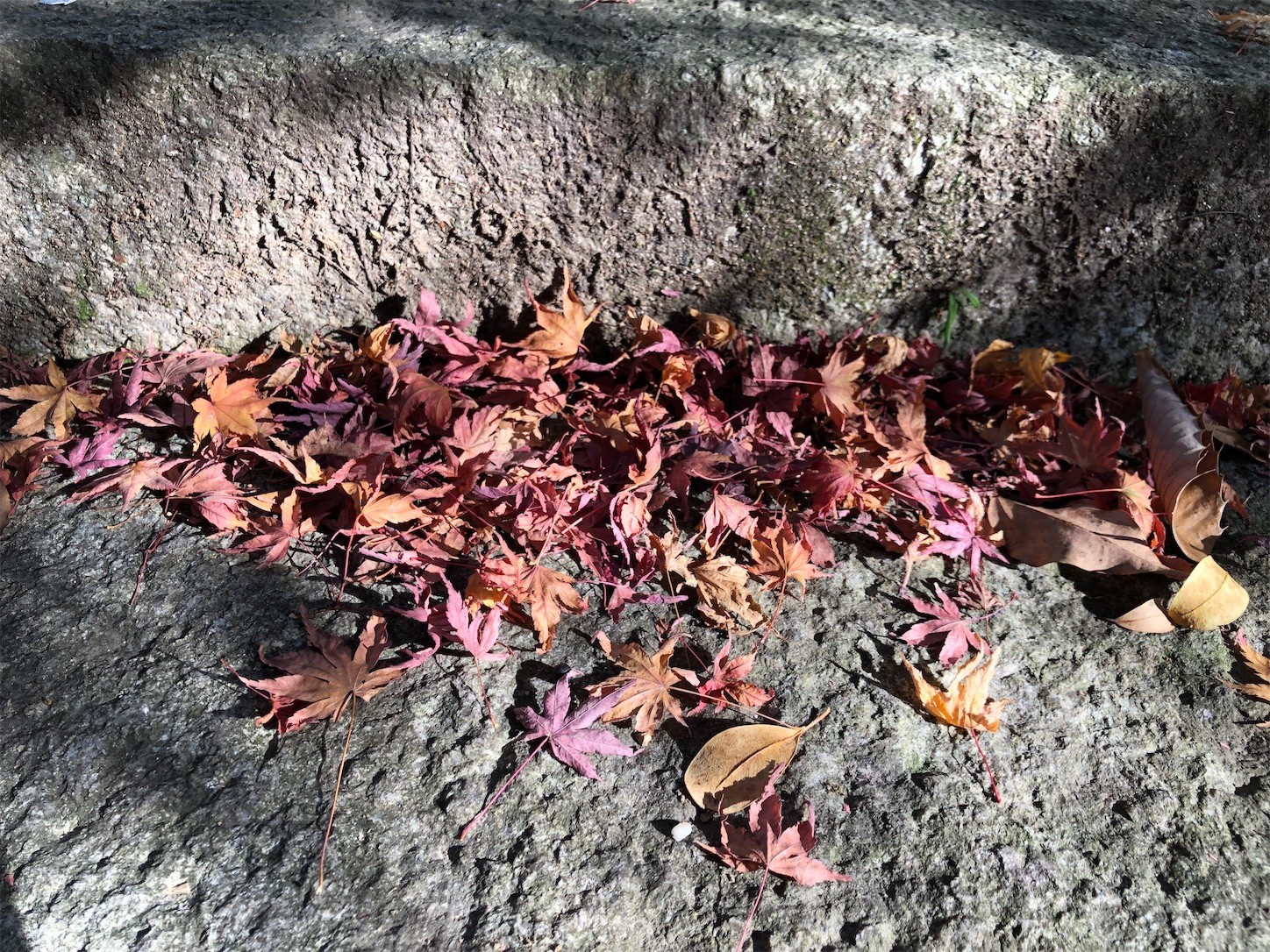 f:id:swordfish-002:20221214180551j:image f:id:swordfish-002:20221214180551j:image