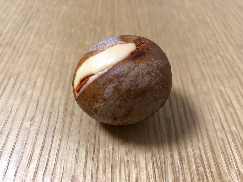 アボカドの種