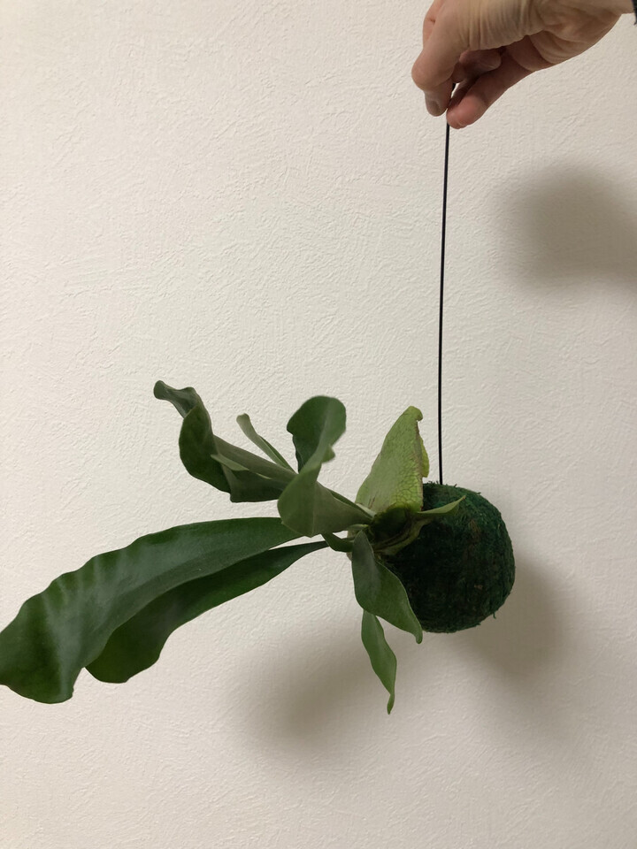 【14000→9800引っ越しのため値下げ】特大‼︎ ビカクシダ　コウモリラン 14000→10900︎引っ越しのため値下げ】 特大︎ ビカクシダ