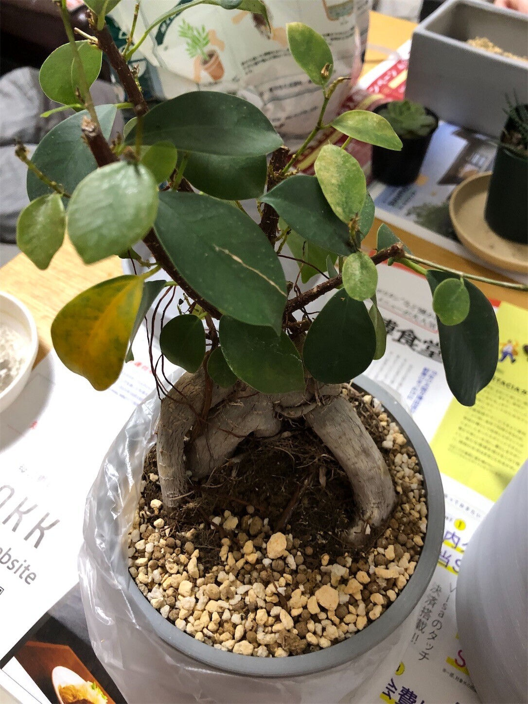 f:id:swordfish-002:20240524171931j:image f:id:swordfish-002:20240524171931j:image