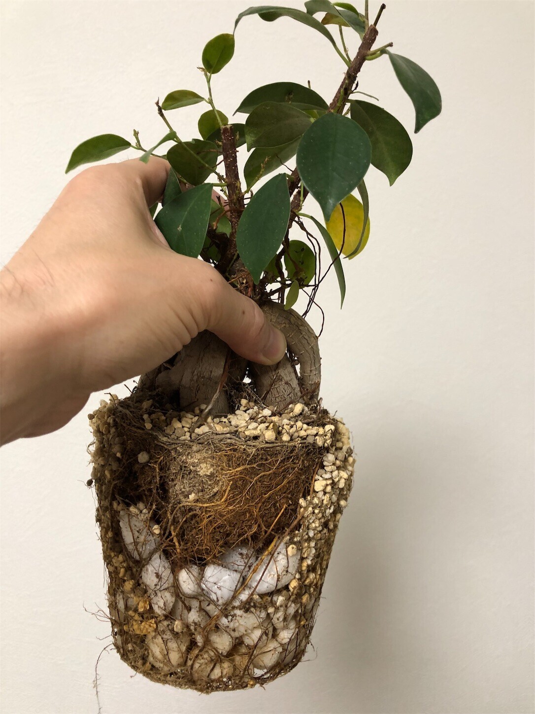 f:id:swordfish-002:20240524172111j:image f:id:swordfish-002:20240524172111j:image