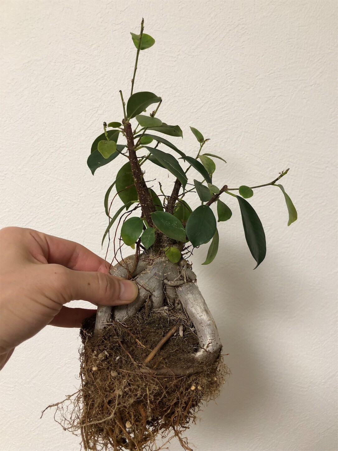 f:id:swordfish-002:20240524172348j:image f:id:swordfish-002:20240524172348j:image