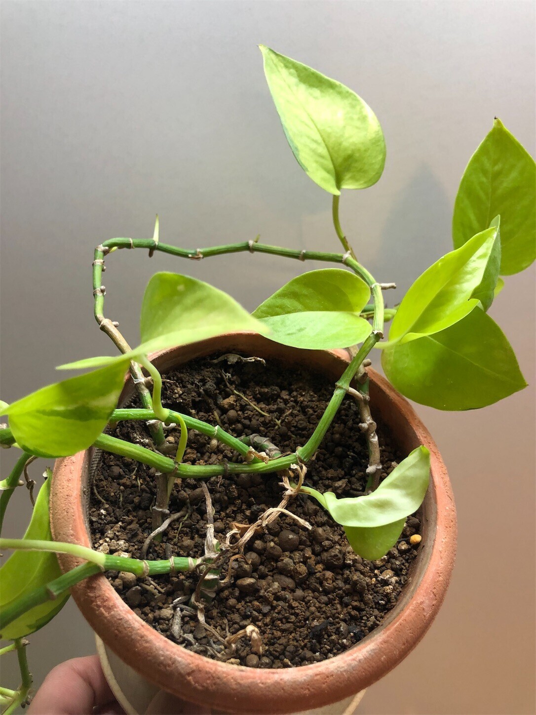 f:id:swordfish-002:20240604182348j:image