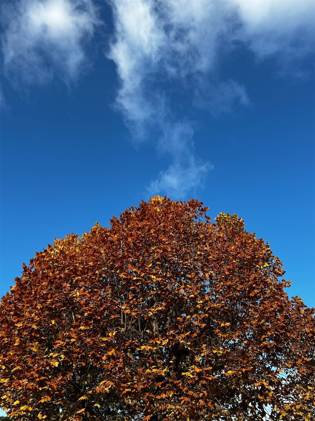 f:id:swordfish-002:20241118172706j:image f:id:swordfish-002:20241118172706j:image