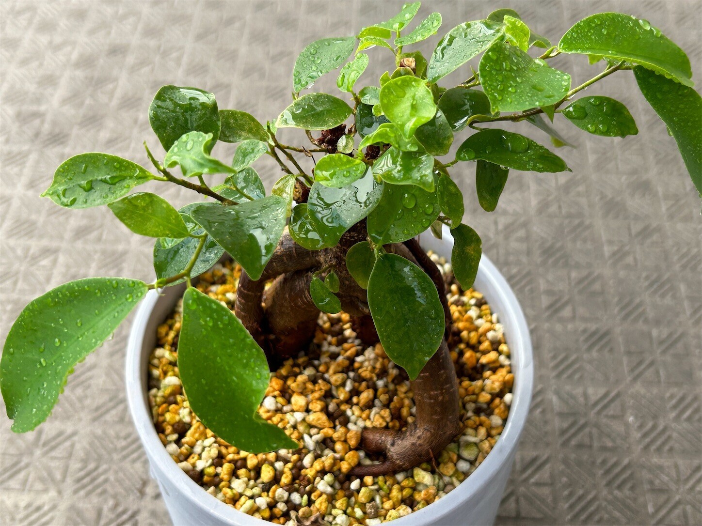 f:id:swordfish-002:20250807173352j:image f:id:swordfish-002:20250807173352j:image