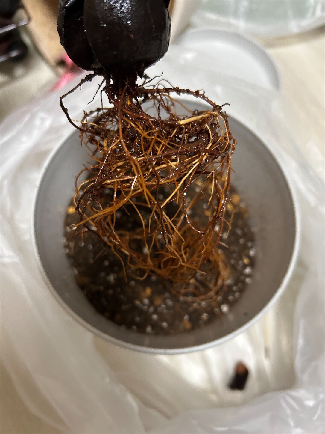 f:id:swordfish-002:20250823130644j:image