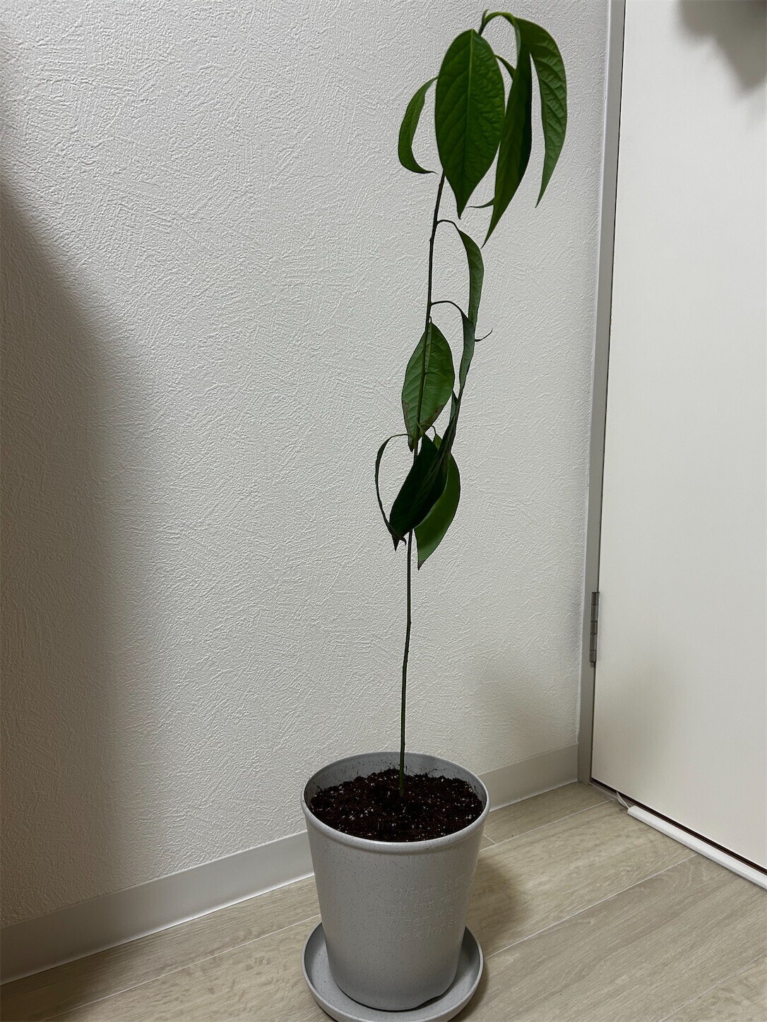 f:id:swordfish-002:20250823130720j:image