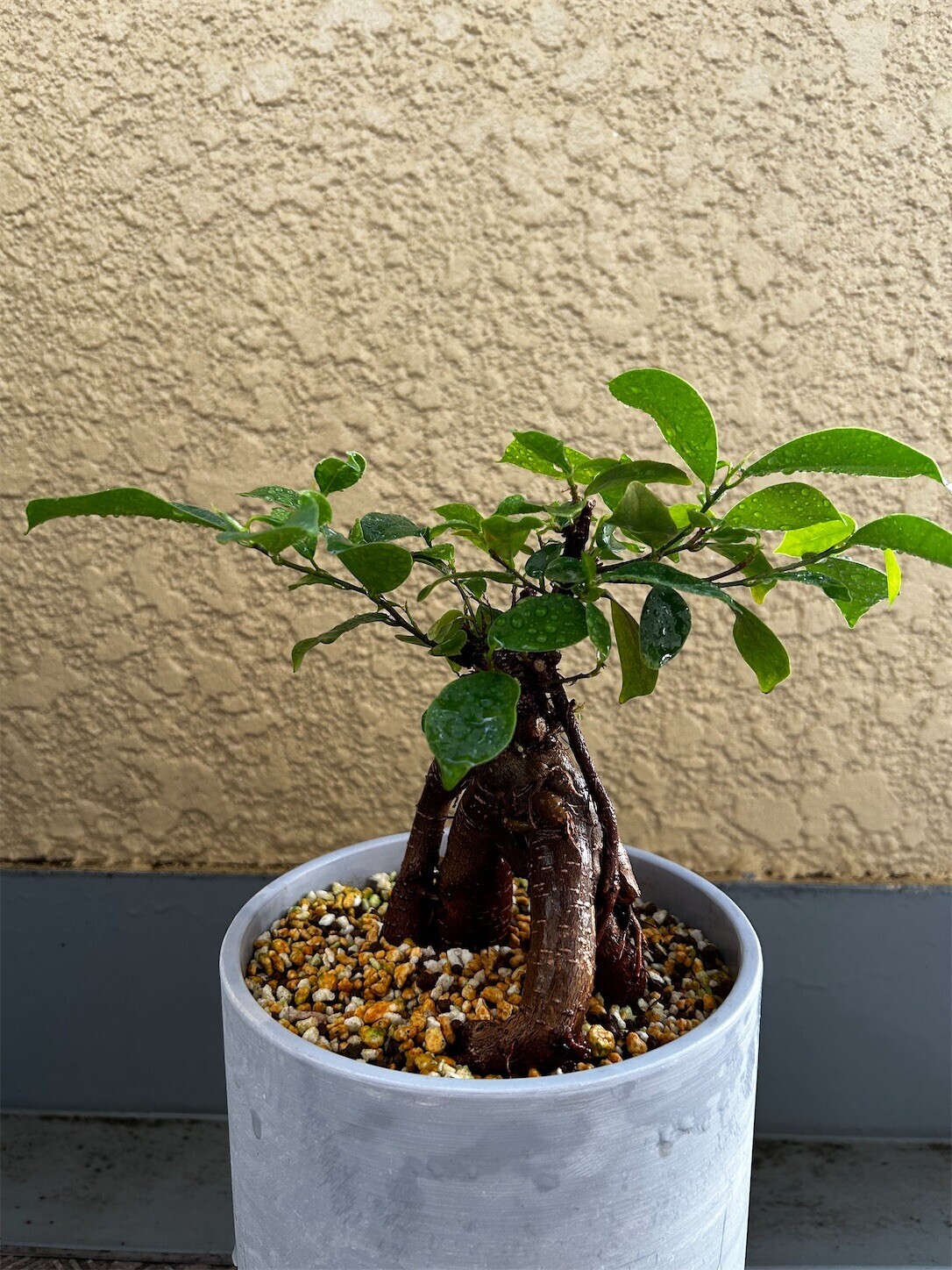 f:id:swordfish-002:20250824180932j:image