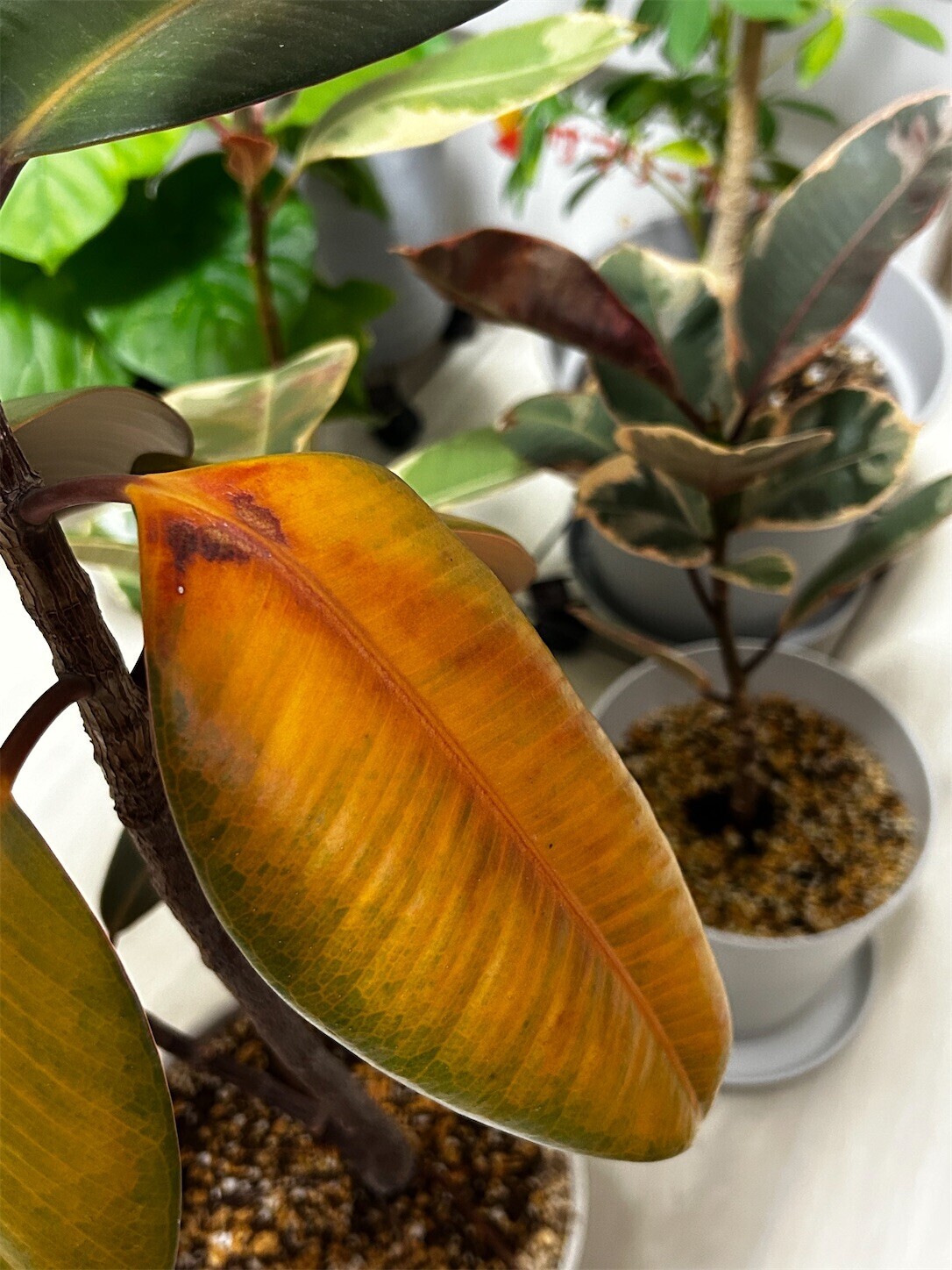 f:id:swordfish-002:20250901155125j:image