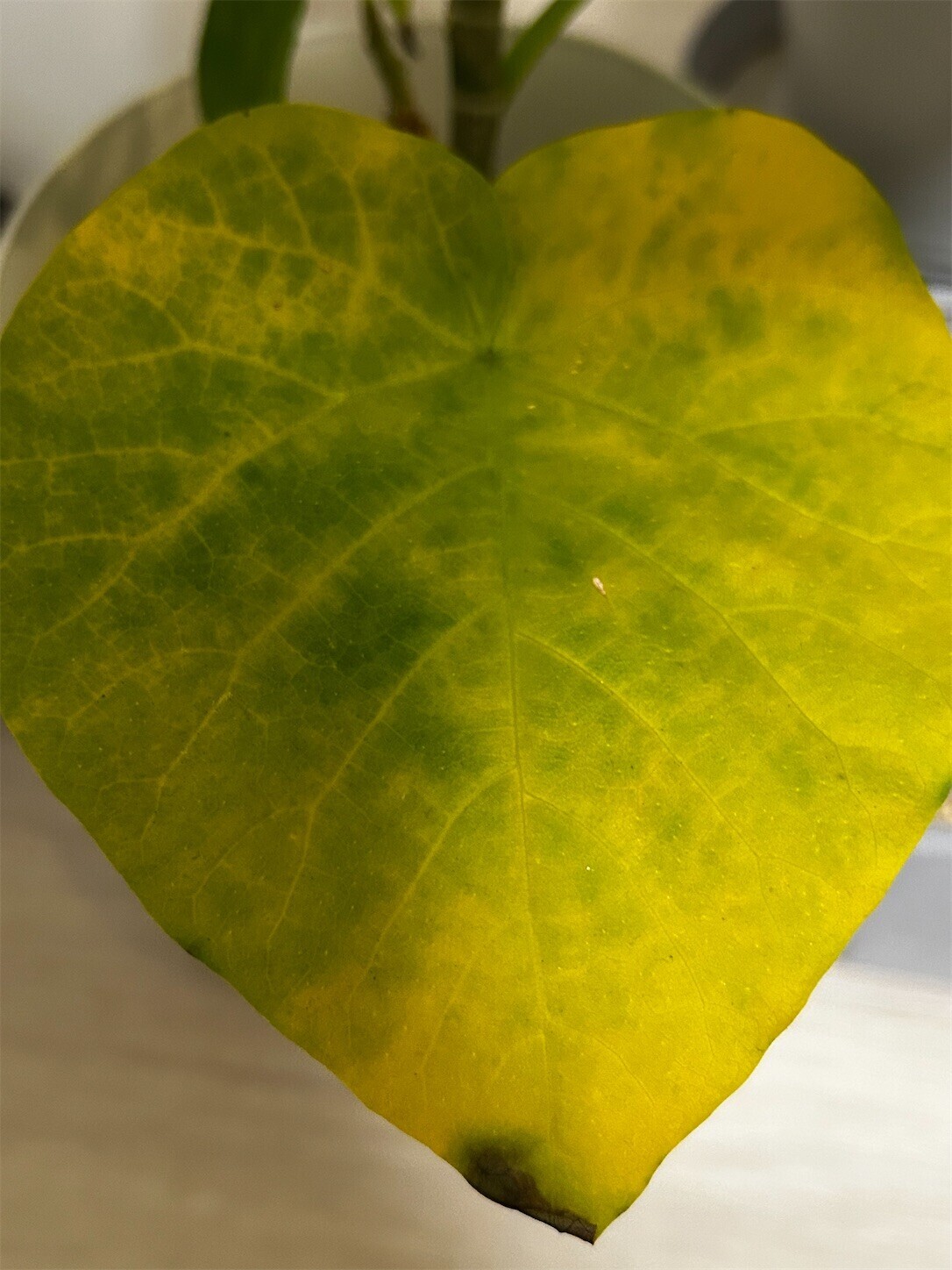 f:id:swordfish-002:20250929083921j:image