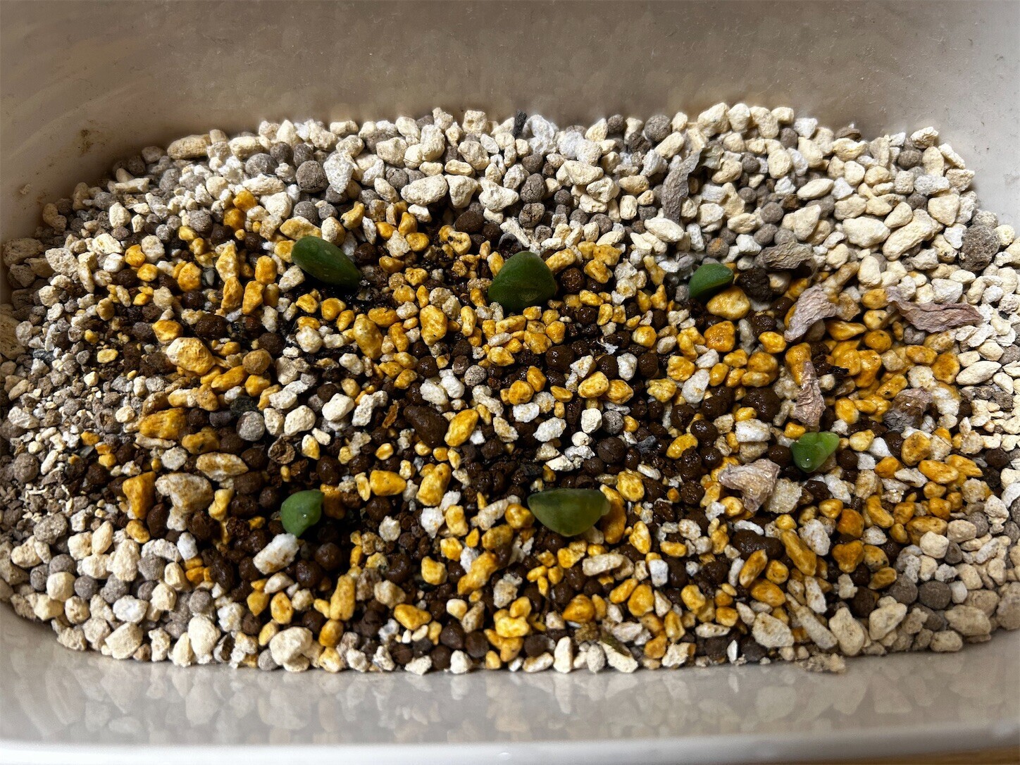 f:id:swordfish-002:20251004171942j:image