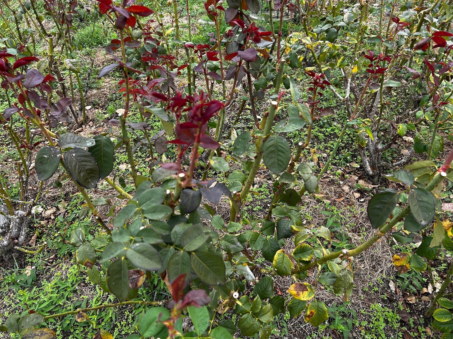 f:id:swordfish-002:20251022173839j:image f:id:swordfish-002:20251022173839j:image