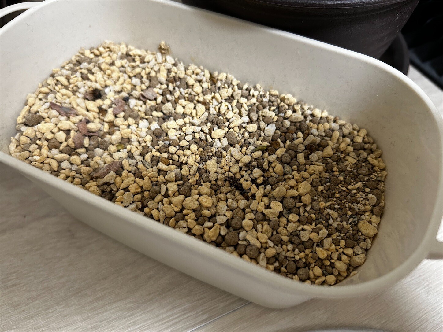 観葉植物】多肉植物が全滅しました - Archetype++