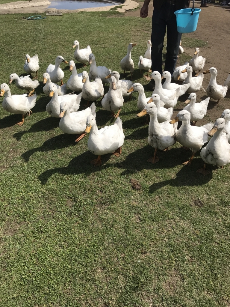 f:id:sy-11-8-yossamaaaa:20170603180835j:plain