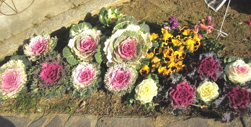 f:id:syabondama58:20190115131353j:plain f:id:syabondama58:20190115131353j:plain