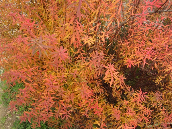 f:id:syabondama58:20190127161551j:plain:w260 f:id:syabondama58:20190127161551j:plain:w260