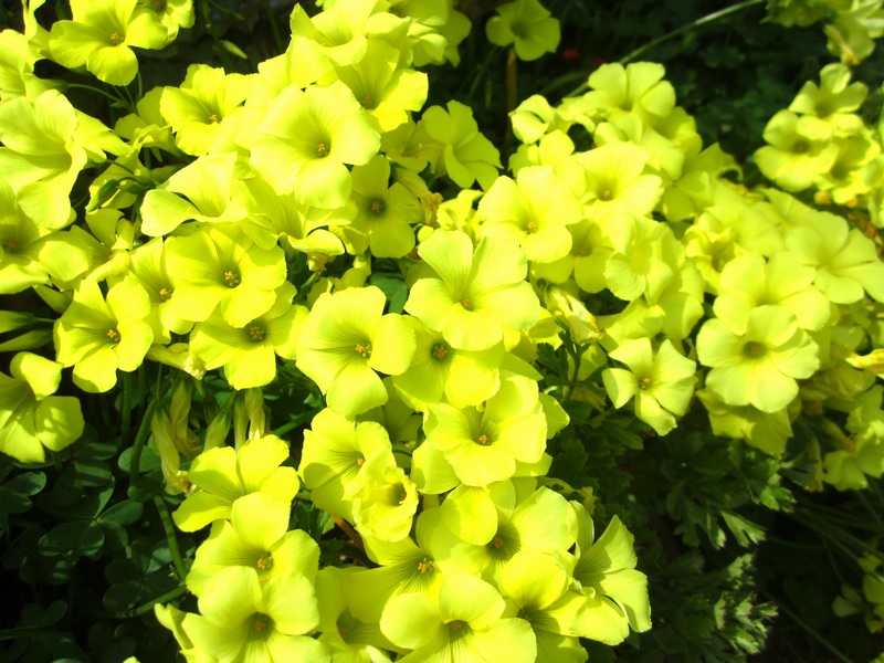 f:id:syabondama58:20190331082409j:plain f:id:syabondama58:20190331082409j:plain
