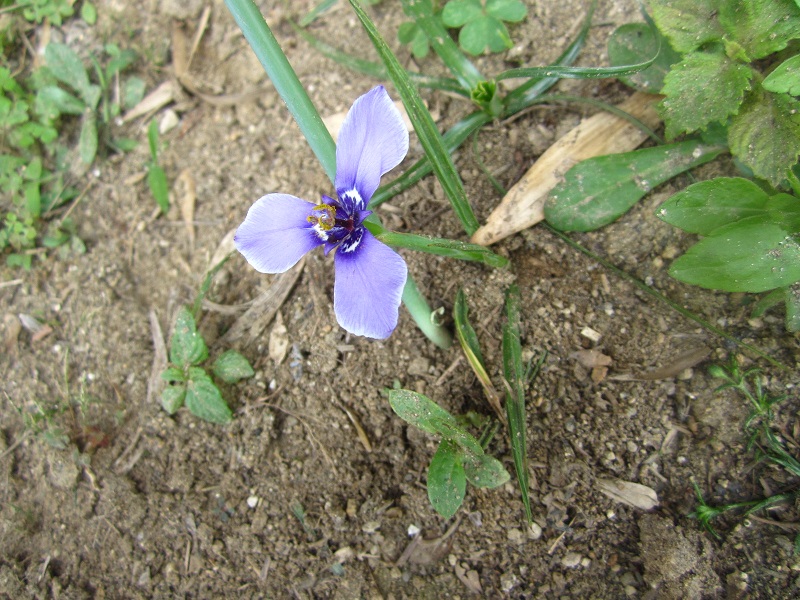 f:id:syabondama58:20190503210350j:plain f:id:syabondama58:20190503210350j:plain