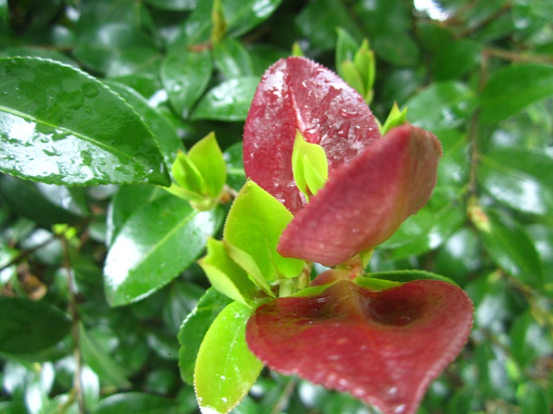 f:id:syabondama58:20190503233054j:plain:w270 f:id:syabondama58:20190503233054j:plain:w270