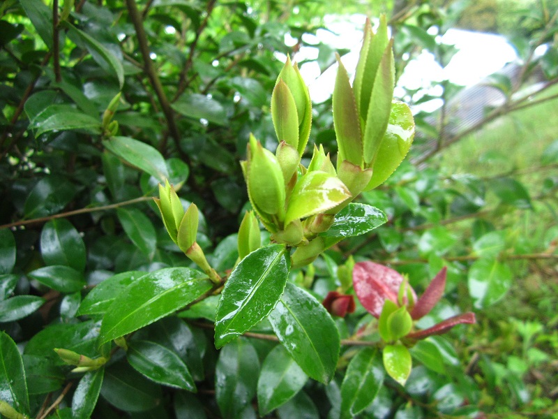 f:id:syabondama58:20190503233212j:plain:w270 f:id:syabondama58:20190503233212j:plain:w270