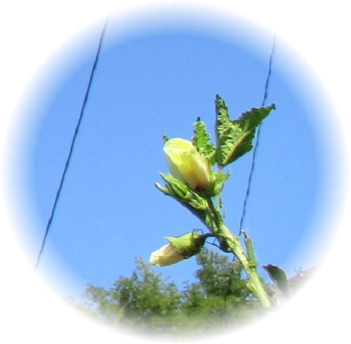 f:id:syabondama58:20211012215808j:plain:w275