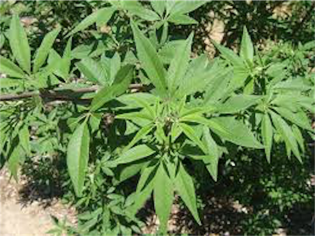 f:id:syakaiso:20181209010930j:image