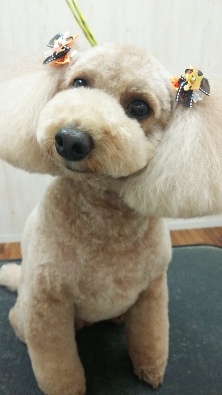 f:id:syakublo:20161004003021j:plain