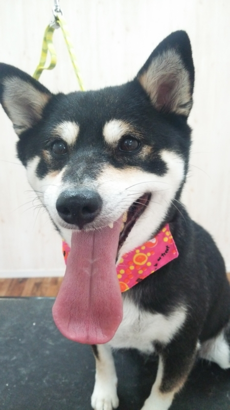 f:id:syakublo:20161031120827j:plain