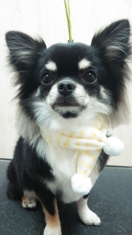 f:id:syakublo:20170208072808j:plain
