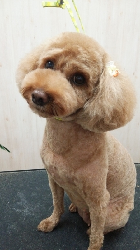f:id:syakublo:20180905125708j:plain