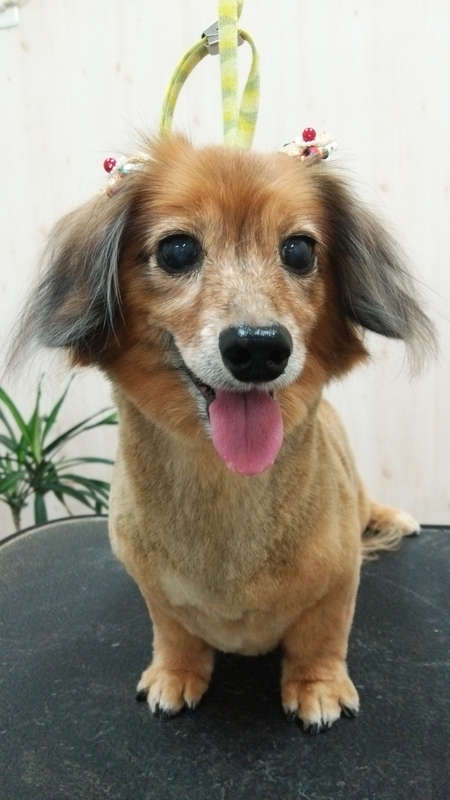 f:id:syakublo:20180905125723j:plain