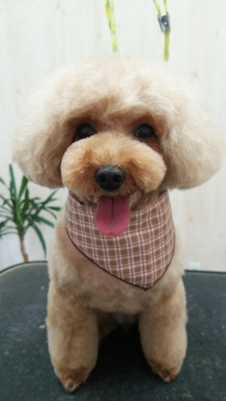 f:id:syakublo:20180923231343j:plain