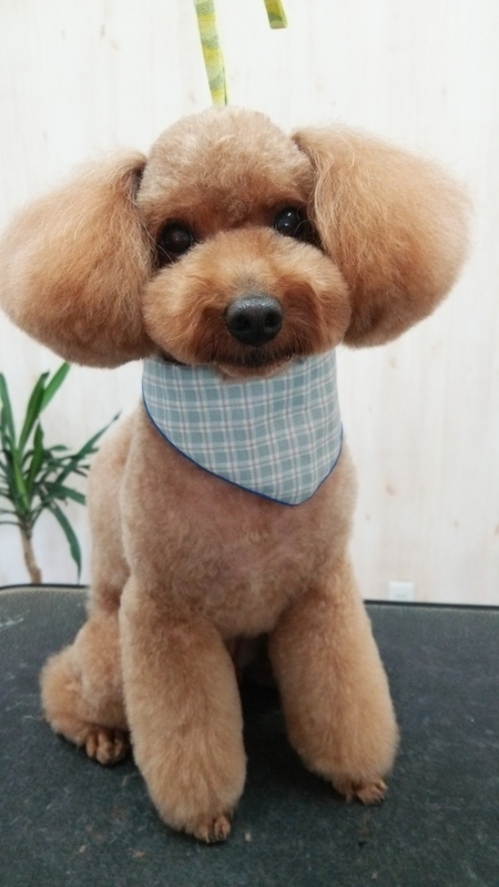 f:id:syakublo:20180923231353j:plain